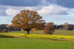 Herbstlandschaft mit gelben Blättern an einem sonnigen Tag foto