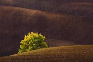 Herbstlandschaft in einem mährischen Feld foto