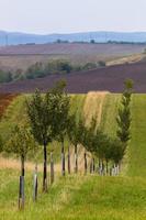 Herbstlandschaft in einem mährischen Feld foto