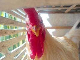 weißes leghorn-huhn, das im bambuskäfig-nahaufnahmeporträt ein sonnenbad nimmt. Geflügel Tierporträtfotografie. foto