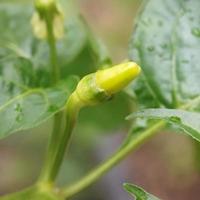 Chilibaum im Garten foto