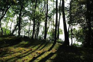 reise nach chiang mai, thailand. Die Herbstlandschaft in einem Wald mit Schatten der Bäume und trockenem Laub auf einem Gras an einem sonnigen Tag. foto