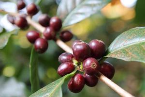 reise nach doi suthep, chiangmai, thailand. die roten kaffeebeeren closeup auf einem zweig. foto