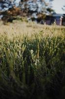 Südafrikanischer Fynbos foto