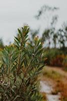 Südafrikanischer Fynbos foto