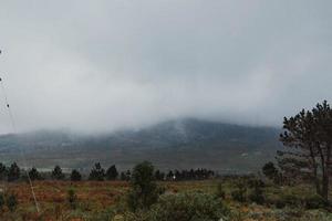 Südafrikanischer Fynbos foto