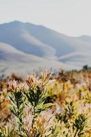 Südafrikanischer Fynbos foto