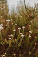 Südafrikanischer Fynbos foto