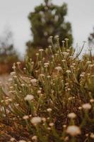 Südafrikanischer Fynbos foto