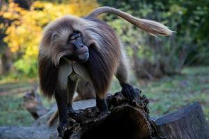 Alpha-Männchen des Gelada-Pavians - Theropithecus Gelada, schöner Grundprimat foto