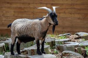 Hausziege capra hircus, gezüchtetes Haustier. foto