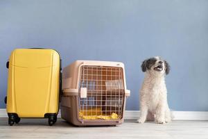 süßer bichon frise hund, der durch reisehaustiertransporter sitzt, blauer wandhintergrund foto