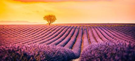 wunderbare landschaft, erstaunliche sommerlandschaft mit blühenden lavendelblumen, friedlicher sonnenuntergang, landschaftlich reizvolle landwirtschaft. schöner naturhintergrund, inspirierendes panorama foto