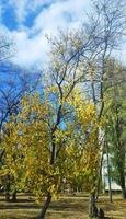 Herbstbäume in einem ukrainischen Provinzdorf foto