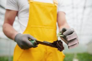 hält Pflanze auf kleinem Schauer. junge gewächshausarbeiter in gelber uniform haben arbeit im treibhaus foto