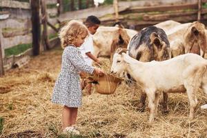 Kleines Mädchen in blauer Kleidung ist im Sommer im Freien mit Ziegen auf dem Bauernhof foto