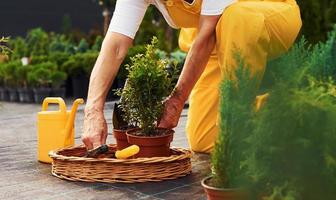 Arbeiten mit Pflanzen in Töpfen. Seniorin in gelber Uniform ist tagsüber im Garten foto