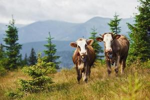 Kühe im Freien in den Karpaten. Konzeption von Reisen und Landwirtschaft