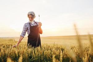 schönes Sonnenlicht. Älterer stilvoller Mann mit grauem Haar und Bart auf dem landwirtschaftlichen Feld mit Ernte foto