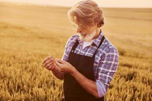 spazieren gehen. Älterer stilvoller Mann mit grauem Haar und Bart auf dem landwirtschaftlichen Feld mit Ernte foto