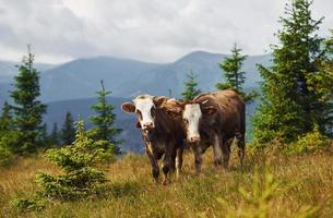 Kühe im Freien in den Karpaten. Konzeption von Reisen und Landwirtschaft