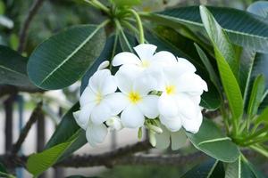 Weiße Frangipani-Blume, die natürlich auf dem Baum blüht. foto