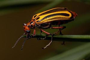 erwachsener Blasenkäfer foto