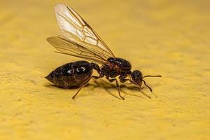erwachsene weibliche Cocktail-Ameisenkönigin foto