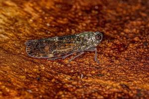 erwachsenes kleines Planthopper-Insekt foto