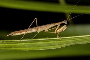 Erwachsene Thespid Mantis foto