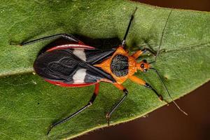 erwachsener Attentäter Bug foto