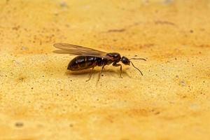 erwachsenes Weibchen kleiner erwachsener Rover Ameisenkönigin foto