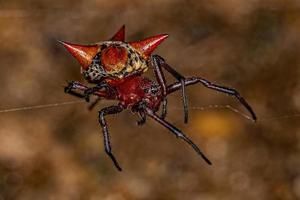 erwachsenes Weibchen Orbweaver foto