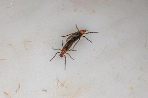 erwachsene Lovebugs Insekten koppeln foto