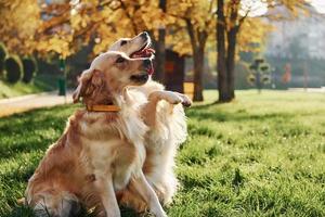 Zwei wunderschöne Golden Retriever-Hunde gehen gemeinsam im Park spazieren foto