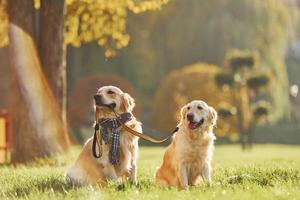 hält Halsband im Mund. Zwei wunderschöne Golden Retriever-Hunde gehen gemeinsam im Park spazieren foto