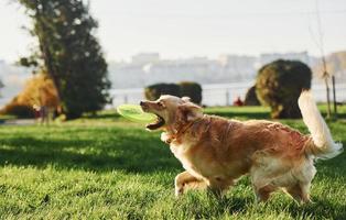 Foto in Bewegung, läuft. Schöner Golden Retriever-Hund macht einen Spaziergang im Freien im Park