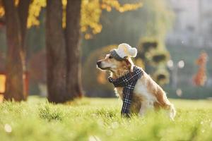 in Mütze und Schal. Schöner Golden Retriever-Hund macht einen Spaziergang im Freien im Park foto