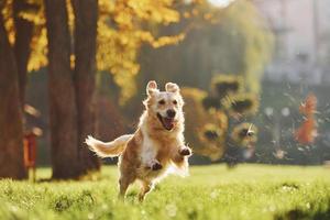 Foto in Bewegung, läuft. Schöner Golden Retriever-Hund macht einen Spaziergang im Freien im Park