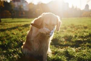 in Schutzmaske. Konzeption der Quarantäne. Schöner Golden Retriever-Hund macht einen Spaziergang im Freien im Park foto