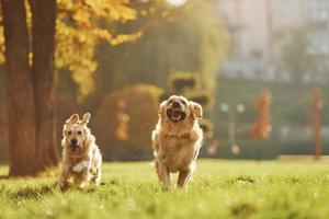zusammen laufen. Zwei wunderschöne Golden Retriever-Hunde gehen gemeinsam im Park spazieren foto