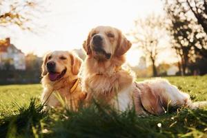 im Gras sitzen. Zwei wunderschöne Golden Retriever-Hunde gehen gemeinsam im Park spazieren foto