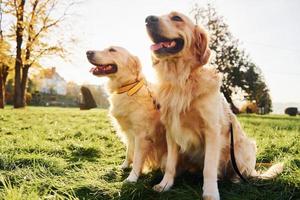 Zwei wunderschöne Golden Retriever-Hunde gehen gemeinsam im Park spazieren foto