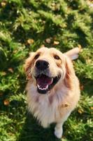 Ansicht von oben. Schöner Golden Retriever-Hund macht einen Spaziergang im Freien im Park foto