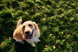Ansicht von oben. Schöner Golden Retriever-Hund macht einen Spaziergang im Freien im Park foto
