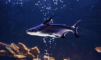 Pangasiidae-Tier. Unterwasser-Nahaufnahme von tropischen Fischen. Leben im Ozean foto