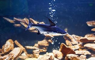 Pangasiidae-Tier. Unterwasser-Nahaufnahme von tropischen Fischen. Leben im Ozean foto