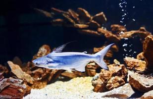 Pangasiidae-Tier. Unterwasser-Nahaufnahme von tropischen Fischen. Leben im Ozean foto