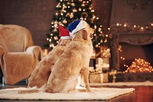 Ansicht von hinten. Zwei süße Golden Retriever zusammen zu Hause. Silvester feiern foto