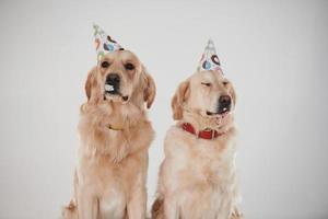 Partyhüte auf dem Kopf. Zwei Golden Retriever zusammen im Studio vor weißem Hintergrund foto